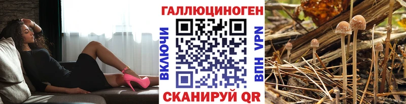 цены   Фёдоровский  Псилоцибиновые грибы Psilocybine cubensis 